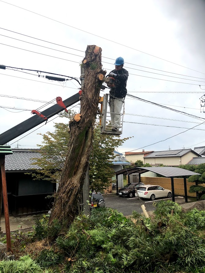 大木の伐採施工例