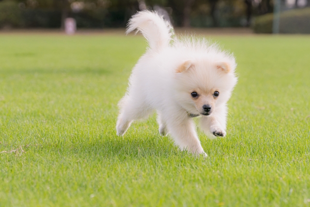 芝生と犬の写真