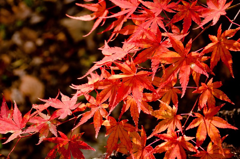 モミジの紅葉の写真