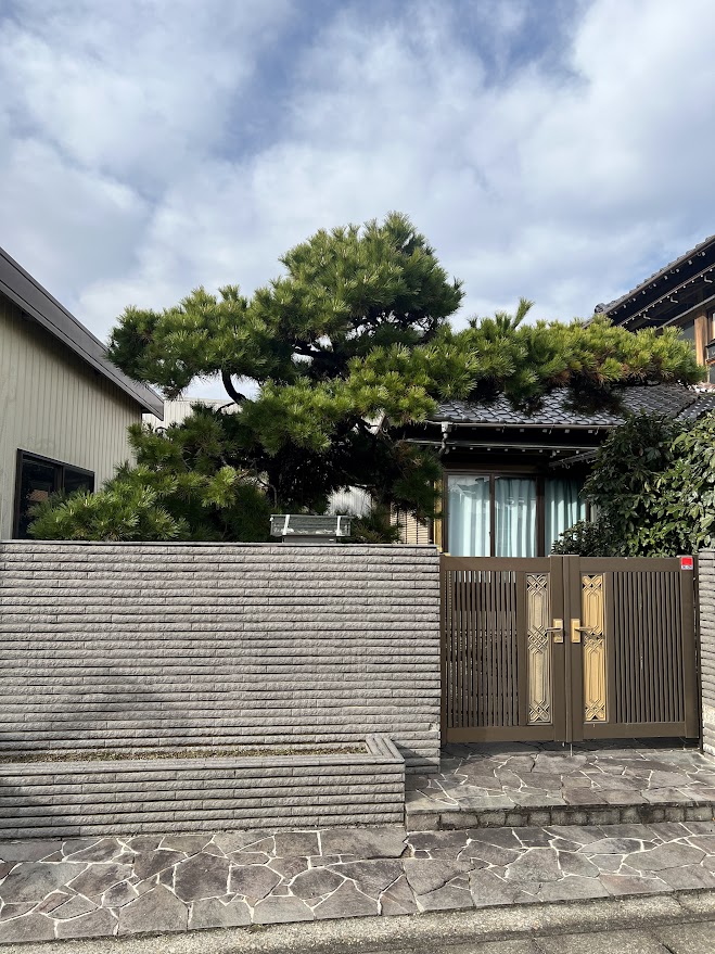 松の剪定ビフォー