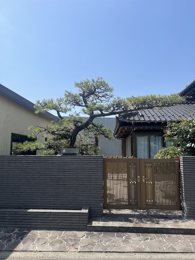松の剪定 アフター
